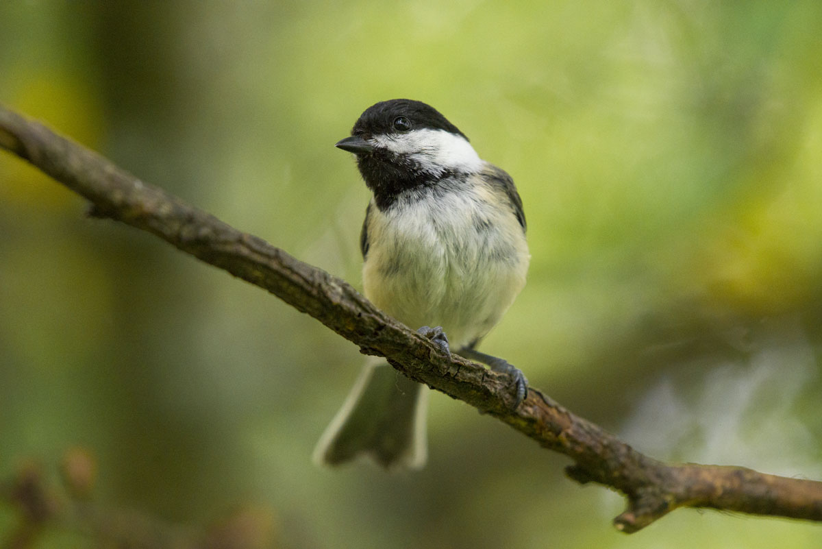 A chickadee on a branch