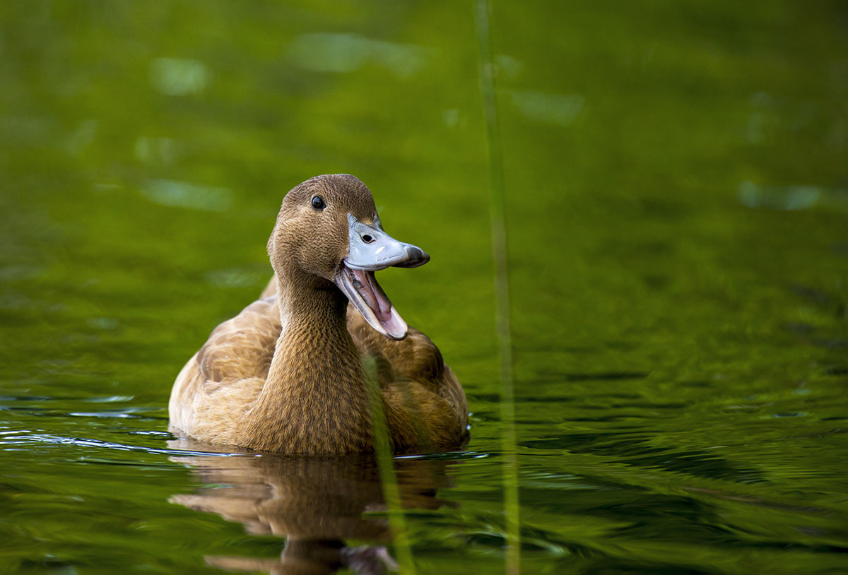 Ducks роли. Duck Quack. Duck said Quack. Разговаривать кряканьем. A`backed Duck Acari.